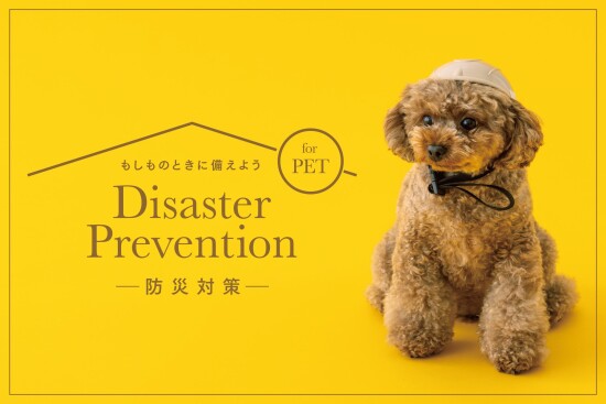 🐶新商品のご紹介です⛑